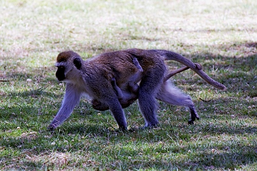 Kenia (192)